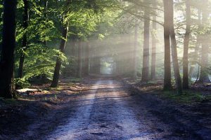 Działania podjęte przez Zarząd Zieleni Miejskiej w Łodzi