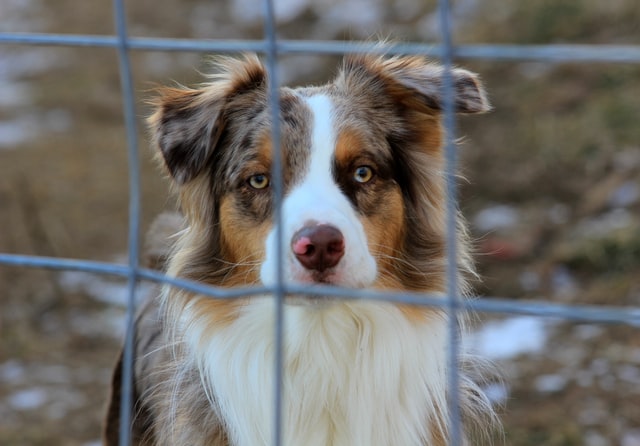 Adopcje psich seniorów